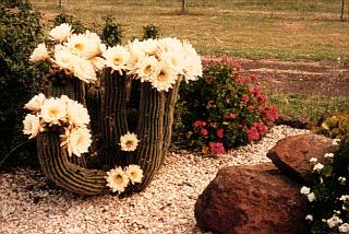 cactus-balliang1986.jpg