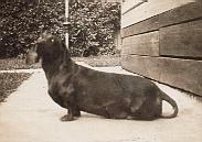 dog-gretchen-1951.jpg