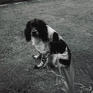 dog-sailor1964.jpg