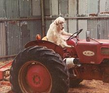 dogs-ben-tina-tractor.jpg