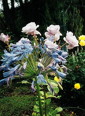 lilactime-rose-blue-agapantha.jpg