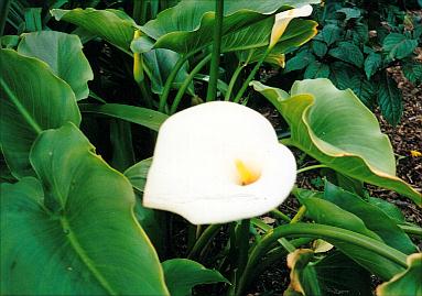 lily-white-arum.jpg