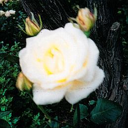 rose-winchestercathedral.jpg